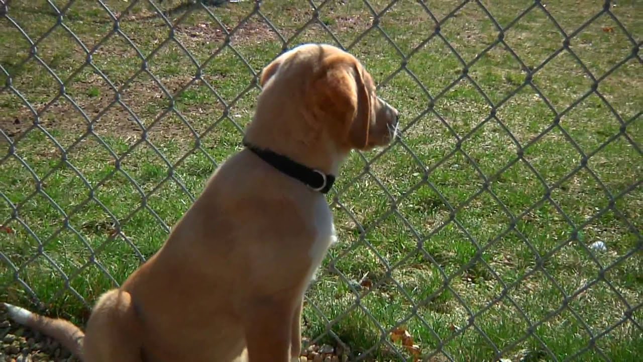 Paws of Plainville Campaign for a Regional Animal Shelter YouTube