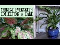 Aglaonema (Chinese Evergreen) Care & Collection
