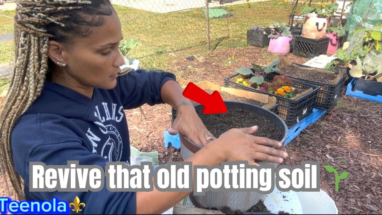 DON’T THROW AWAY OLD SOIL! Fix it & plant CARROTS+SALAD for fall🍂 