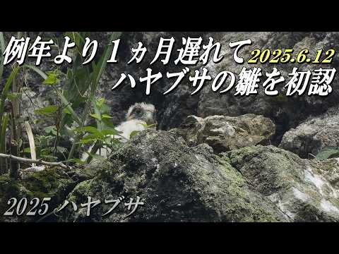 【一ヵ月遅れてハヤブサの雛を初認、６月１２日】二年ぶりに営巣したハヤブサは子育て真っ只中！！2025シーズン