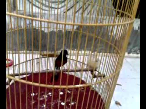 Murai Batu Medan Asli Youtube