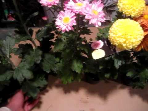 菊の育て方 Youtube