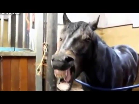 top-10-funny-horse-videos-compilation-2015