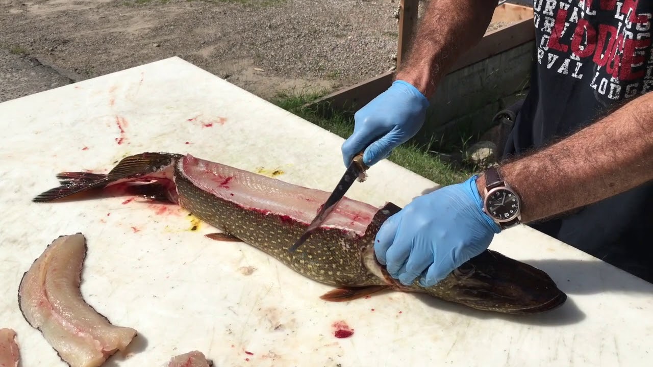 Comment fileter un brochet sans arête en 5 étape