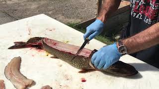 Comment Fileter Un Brochet Sans Arête En 5 Étape