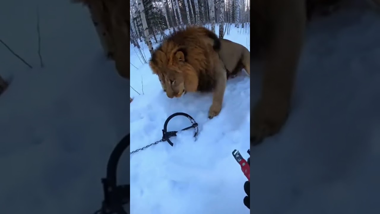 Frozen Roar: Lion Saved from a Deadly Trap 🦁❄️🛠️ 