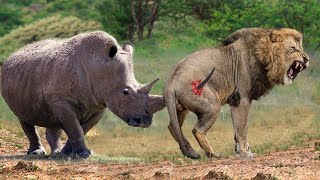 Top 5 Strongest Animals That Can Take Down Lions - Lion Vs Rhino, Hippo, Giraffe, Zebra, Wildebeest