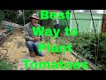 How to Plant Tomatoes for the Best Harvest