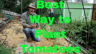 How to Plant Tomatoes for the Best Harvest