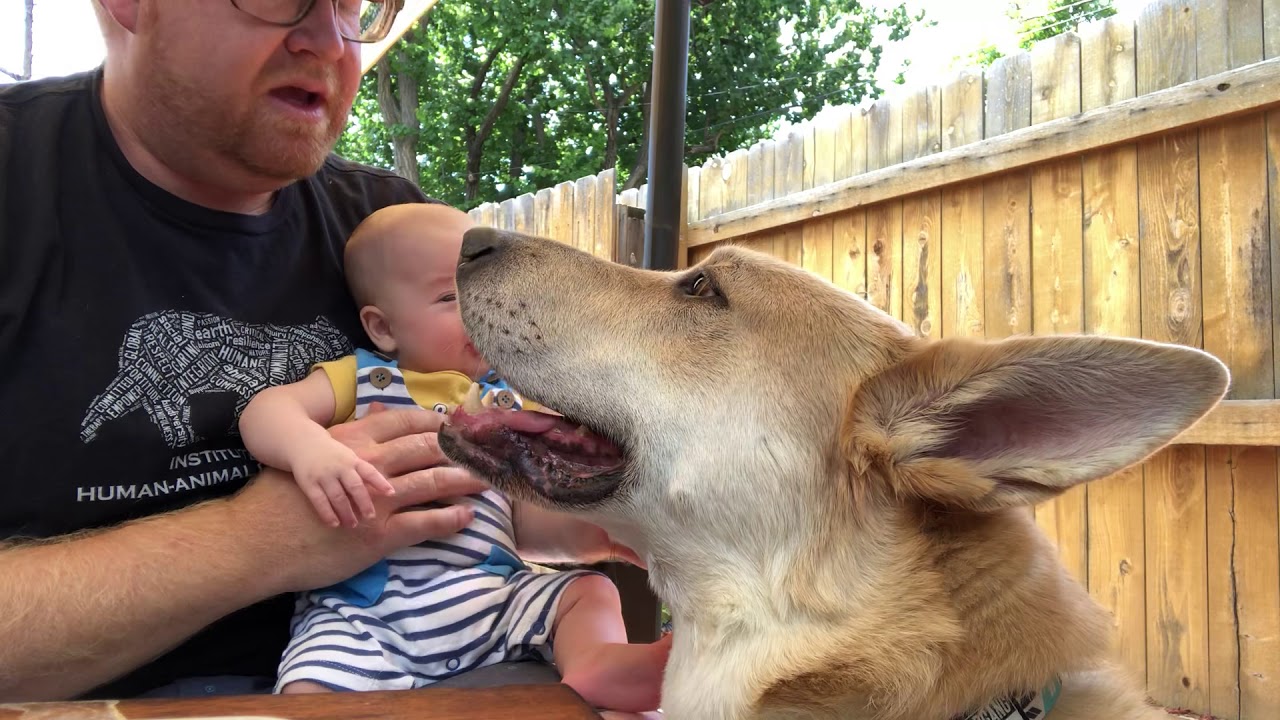Calm interactions between dogs and young children