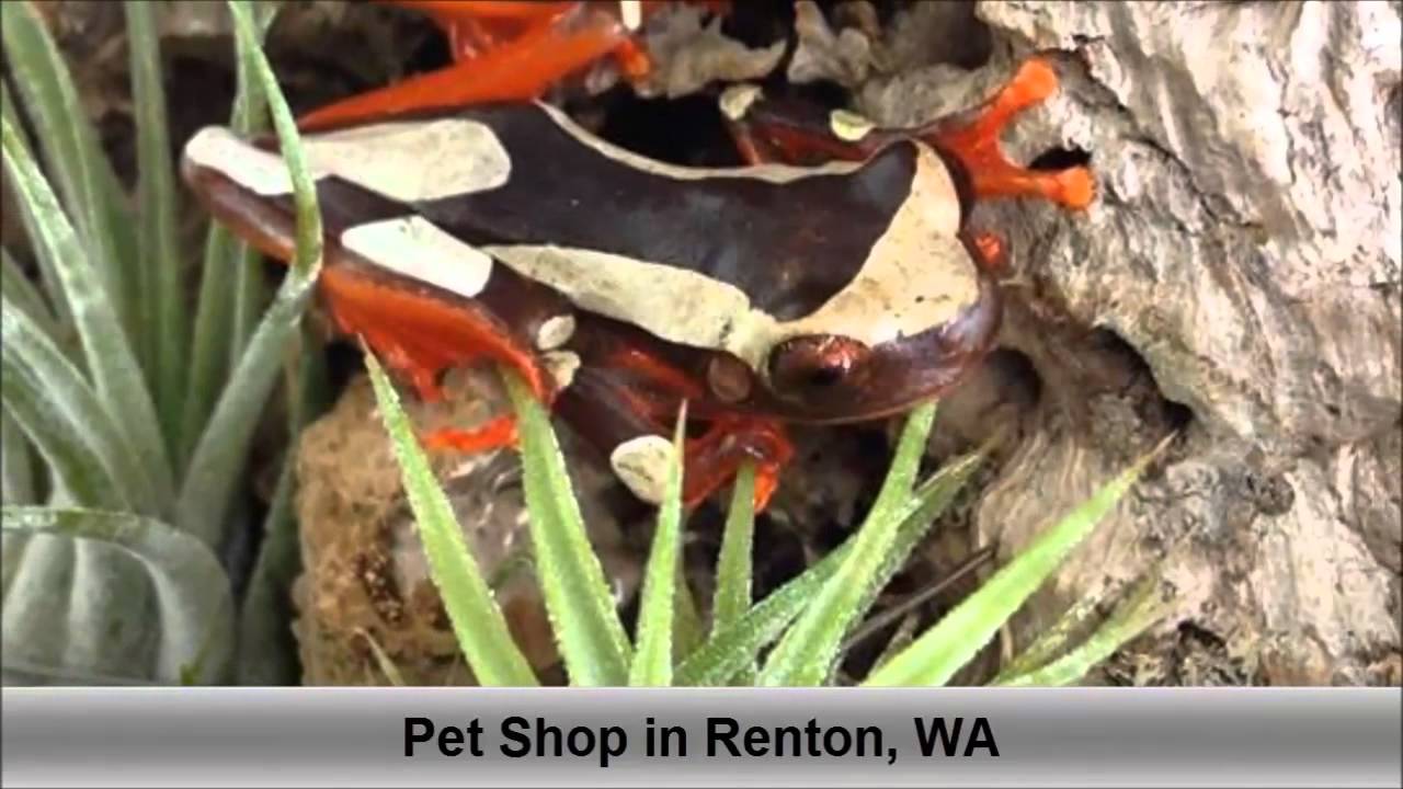 Pet Shop Renton WA Sierra Fish And Pets YouTube