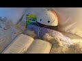 getting out of a reading slump 📚 mini vlog