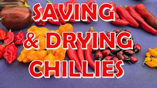 Saving & Drying Chillies | Easy Home Method