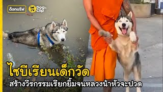 พี่ไซทรงแบดสร้างวีรกรรมเรียกยิ้มทู้กวัน หลวงน้าหัวจะปวด | Dog's Clip