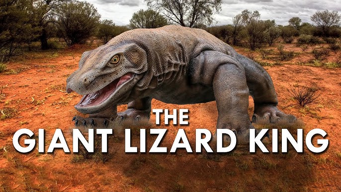 Megalania Sightings common-iguana-lizard-britannica