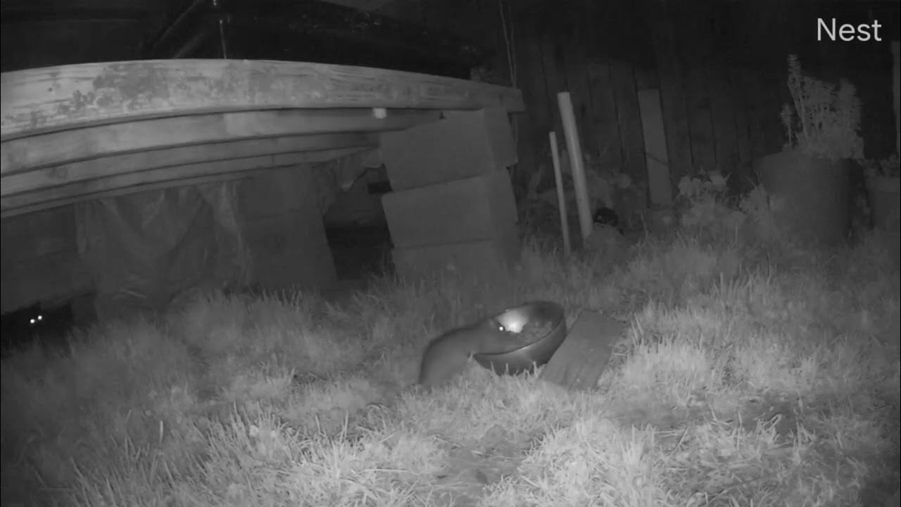 Do Cats Keep Rats Away YouTube do-cats-keep-rats-away-youtube