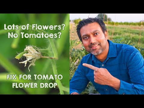 Wideo: Pomidor nie produkuje: Pomidor kwitnie, ale pomidory nie rosną