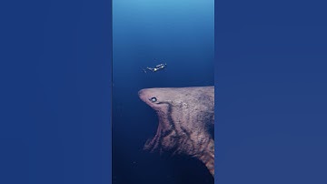 Thumbnail of Humans encounter the bloop monster #shorts  #thalassophobia #deepsea