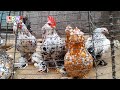 Roosters | Aseel Roosters | Fancy Roosters