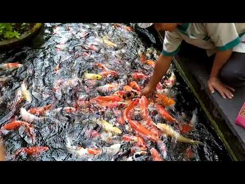 Video: Cara Membuat Roket Untuk Memberi Makan Ikan Dengan Tangan Anda Sendiri