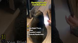 Ranking Funny Cat Moments #cat #cats #catshorts #catvideos #fail #fails #pets #funny #ranking