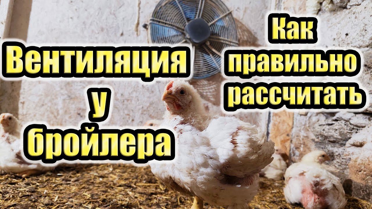 Вентиляция в птичнике - YouTube