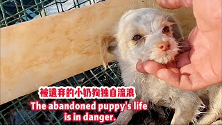 Recently Born Puppy Abandoned by Owner, Left to Wander Alone and Starving. by 猫狗一家亲 9,017 views 1 month ago 8 minutes, 8 seconds