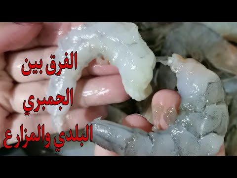 أسهل طريقة لتنضيف الجمبري و إزاي افرق بين الجمبري البلدي والمزارع بكل سهولة