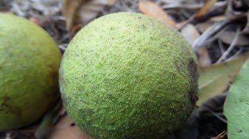 Black Walnuts, cleaning and curing