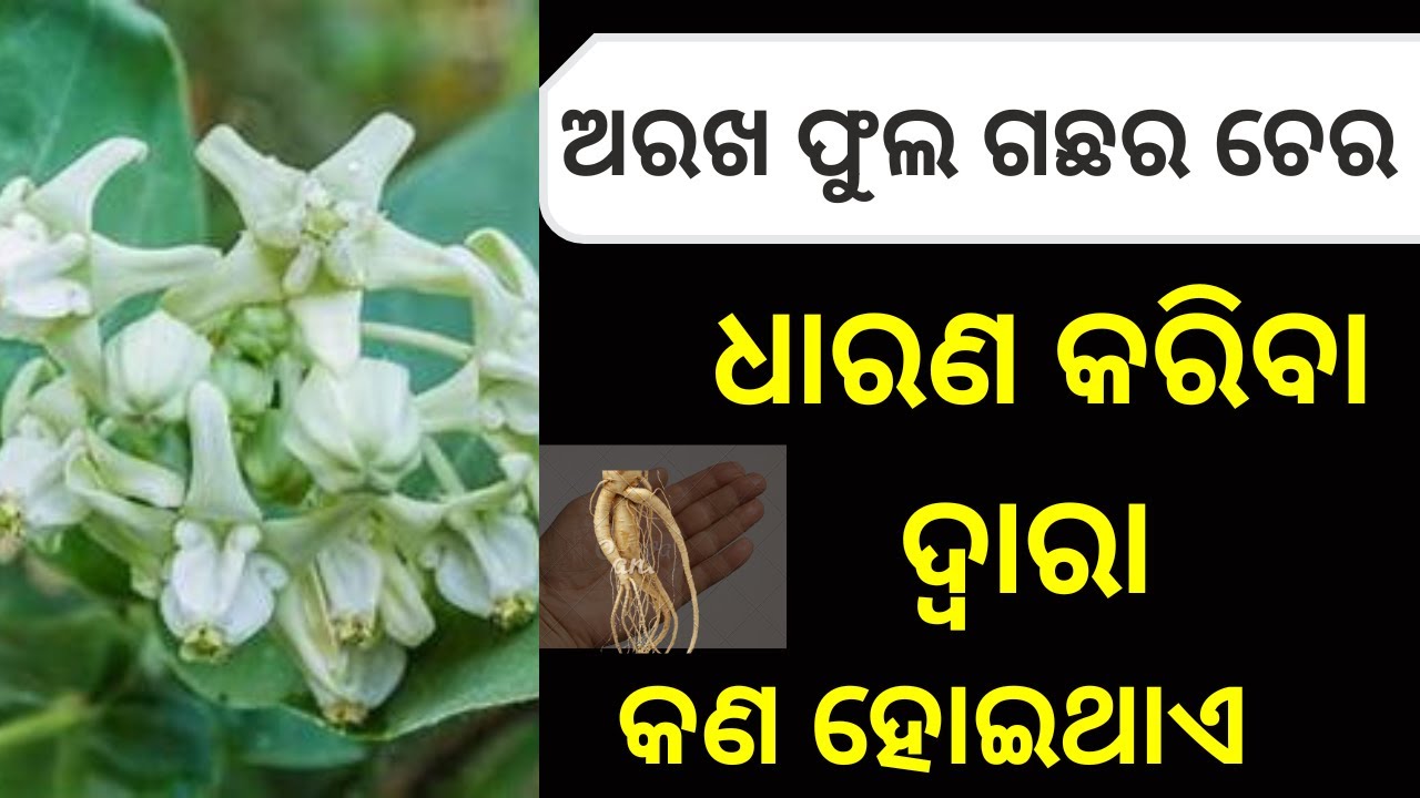 ଧଳା ଅରଖ ଫୁଲ ଗଛର ଚେର କାହିଁକି ଧନବାନ କରିଥାଏ |ଶତ୍ରୁ ଭି ମୁଣ୍ଡ ନୂଆଇବ | ବ୍ୟାପାରରେ ଉନ୍ନତି ହେବ