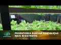 Hortitec 2026: produtores buscam hortaliças mais resistentes | Agro Band