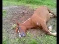 Dreaming horse?