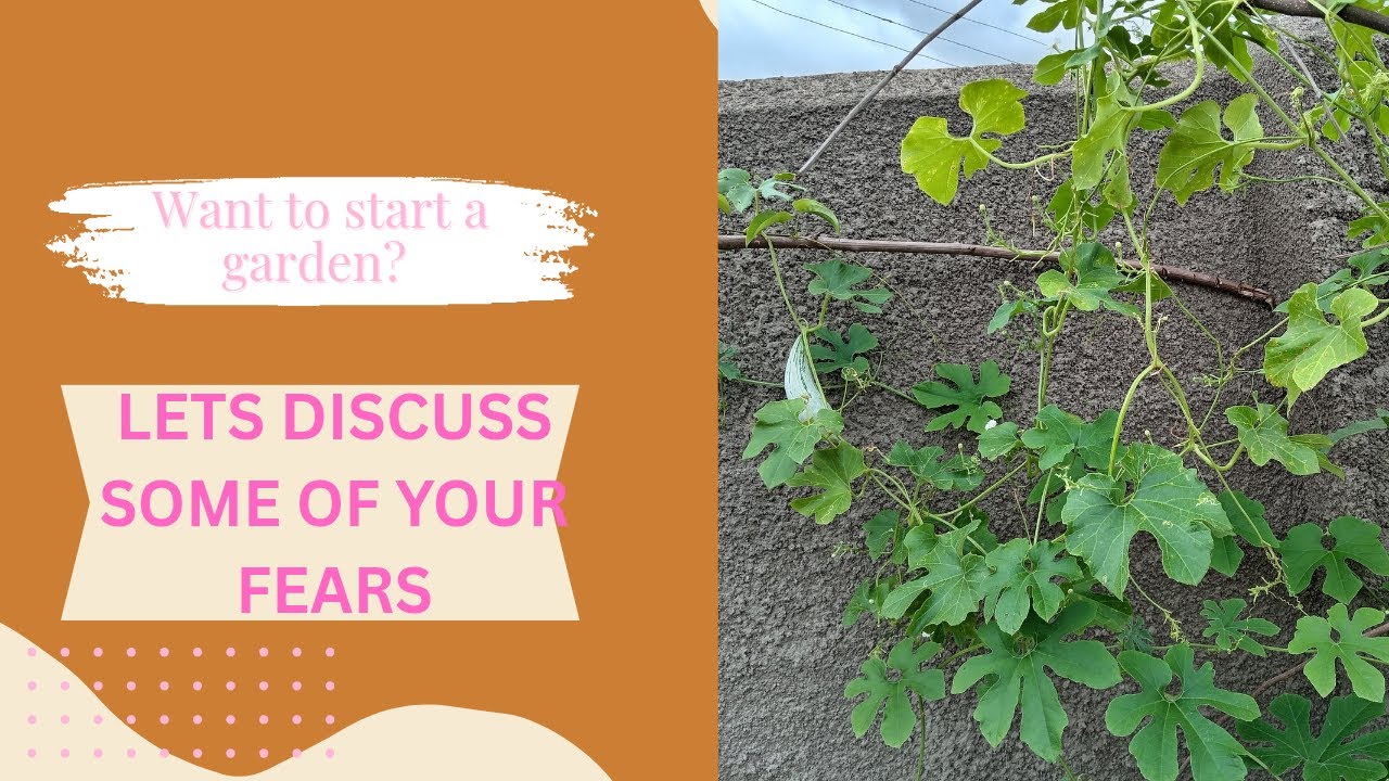 Scared to start a garden? (overcoming 7 common fears)