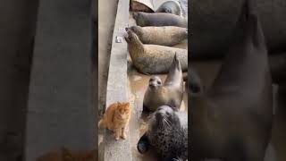 Orange Cat slaps Seal