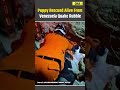Venezuela Earthquake: Puppy Pulled From Rubble Days 2 Deadly  Earthquakes In Venezuela