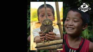 Owl | लाटोकोशेरो | Birds of Nepal | Daari gang |