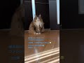 6日間沈んでいました😂 #cats #pets #ノルウェージャンフォレストキャット #ノル猫5にゃんねる #猫 #猫のいる暮らし