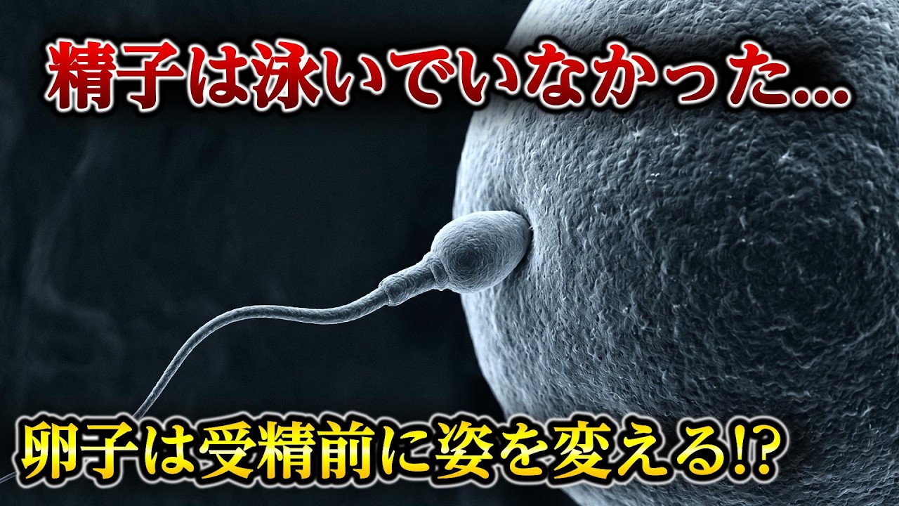 生命の誕生（受精） 衝撃映像】電子顕微鏡で見えた生命誕生の世界｜精子と卵子の本当の姿