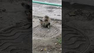 Милый Котик Кушает 😻 Cute Cat Is Eating 😻 #Shorts #Cats