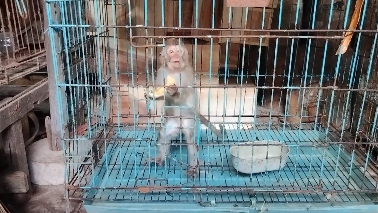 ANAK MONYET CUMAN DI HARGAI 500 RIBU # PASAR BURUNG BRATANG TERLENGKAP DI SURABAYA