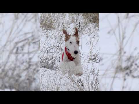 Video: Wire Fox Terrier Raza De Perro Hipoalergénico, Salud Y Vida útil