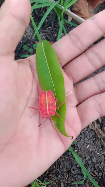 beautiful Asian animal #animals  #nature #insects #shorts