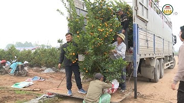 Nhộn nhịp thị trường hoa, cây cảnh phục vụ Tết