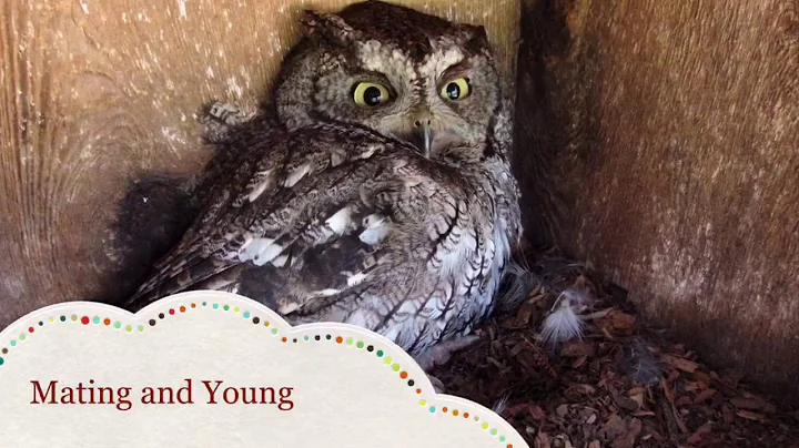 Eastern Screech Owl Documentary