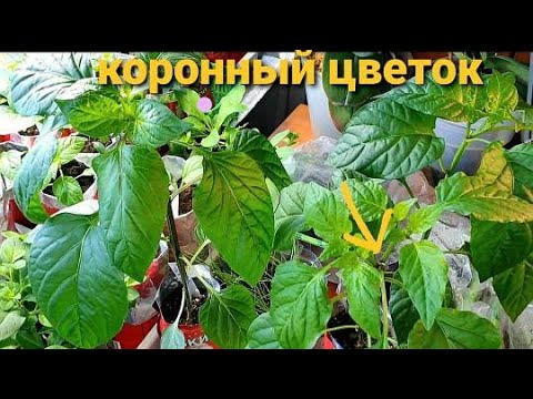 Если сделать так - урожай перца будет больше. Коронный цветок удалять или нет.