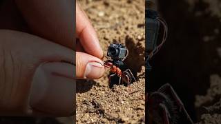 Hidden Life of Fire Ants 🐜 | Real POV Inside a Living Underground Colony 🌍 | Episode 12