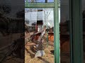 Павлин распускает перья Shorts Павлин распускает перья Shorts