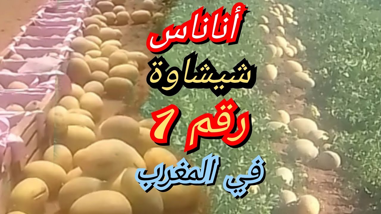 الشمام ،رحلة شراء الاناناس من البحيرة ضواحي مراكش للذهاب به الى مدينة مكناس