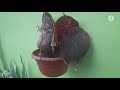 bulaklakan sa paligid nang aming bahay||cubijanos vlog#