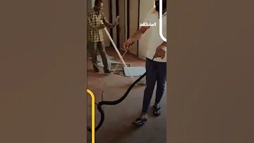 ذعر بين الطالبات العثور على أفعى كوبرا داخل دورة مياه كلية للبنات اخبار المشهد الهند 